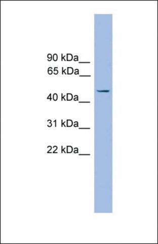 Anti-FOXJ1 antibody produced in rabbit