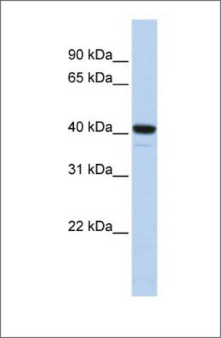 Anti-FOXI1 (AB2) antibody produced in rabbit