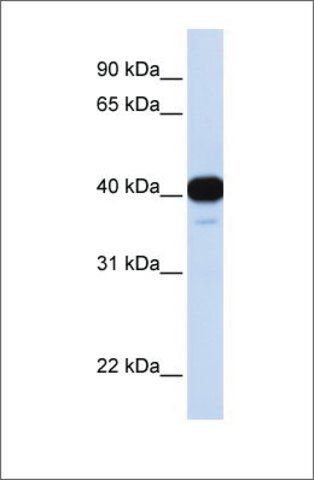 Anti-FOXL1 (ab1) antibody produced in rabbit