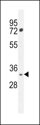 ANTI-FRG2B (N-TERM) antibody produced in rabbit