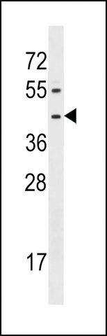 ANTI-FPR1 (CENTER) antibody produced in rabbit