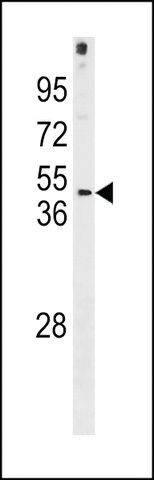ANTI-FRA10AC1(C-TERMINAL) antibody produced in rabbit