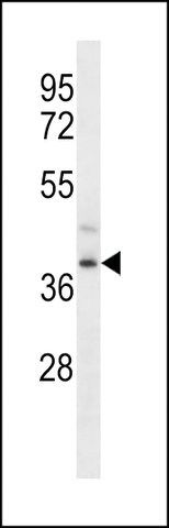 ANTI-FPR3(C-TERMINAL) antibody produced in rabbit