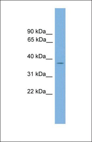 Anti-GALM antibody produced in rabbit