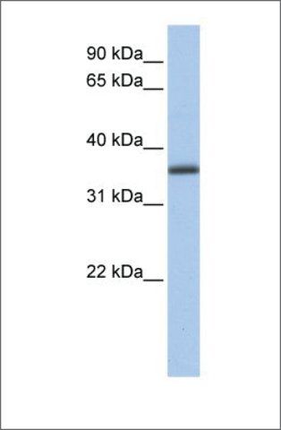 Anti-GALE antibody produced in rabbit