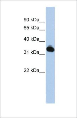 Anti-GALM antibody produced in rabbit