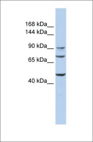 Anti-GALNT5 antibody produced in rabbit
