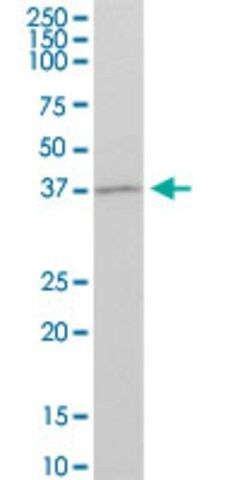 Anti-GBX1 antibody produced in mouse
