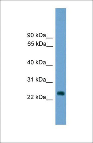 Anti-HES7 antibody produced in rabbit