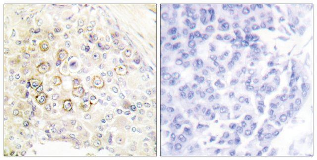 Anti-HER3 antibody produced in rabbit