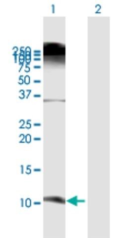 Anti-DEFB103A antibody produced in mouse