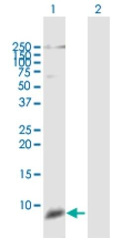 Anti-DEFB111 antibody produced in mouse