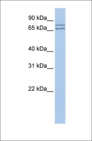 Anti-DDX27 antibody produced in rabbit