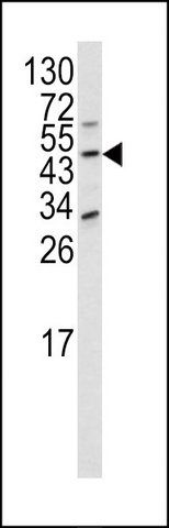 ANTI-DOM3Z (N-TERM Y88) antibody produced in rabbit