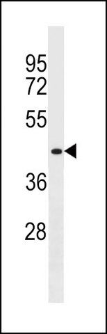 ANTI-DPF1 (CENTER) antibody produced in rabbit