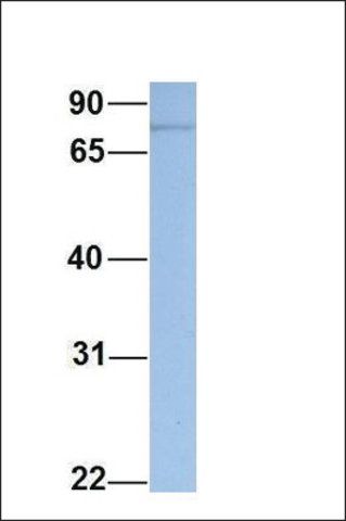 Anti-DPP3 antibody produced in rabbit