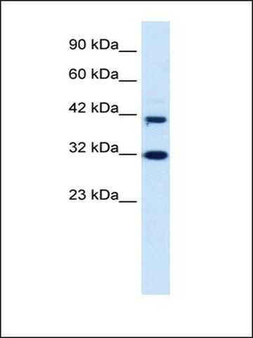 Anti-DPF1 antibody produced in rabbit