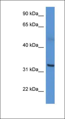 Anti-CA5A antibody produced in rabbit
