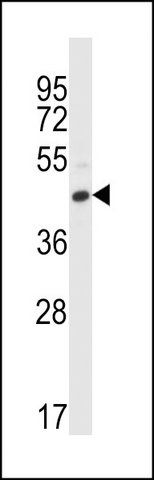 ANTI-FCGR2C (C-TERM) antibody produced in rabbit