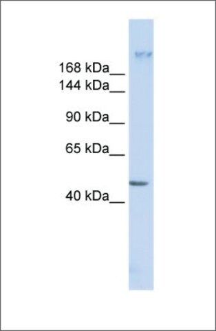 Anti-FER1L3 antibody produced in rabbit