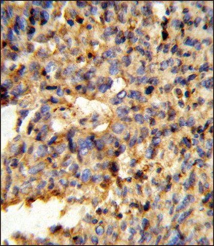 ANTI-FCGR2C (C-TERM) antibody produced in rabbit