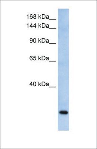 Anti-FBXW10 (ab2) antibody produced in rabbit
