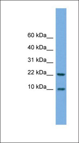 Anti-FCER1G antibody produced in rabbit