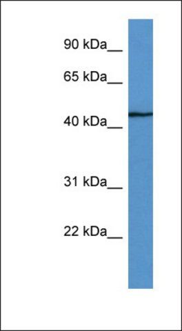 Anti-FBXW4 antibody produced in rabbit