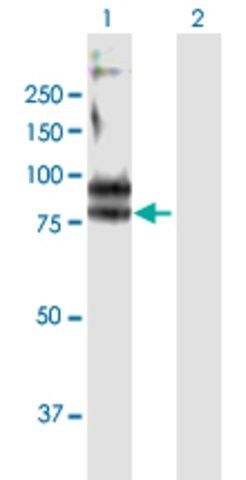 Anti-FCRL3 antibody produced in mouse