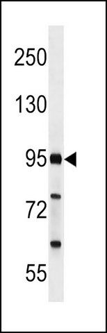 ANTI-FCHO2 (CENTER) antibody produced in rabbit
