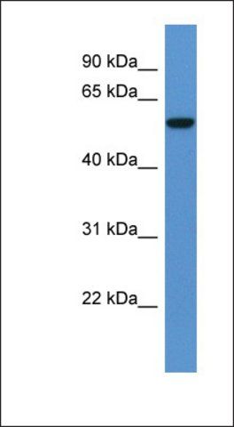 Anti-FCAMR antibody produced in rabbit