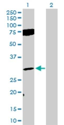 Anti-FGF12 antibody produced in rabbit