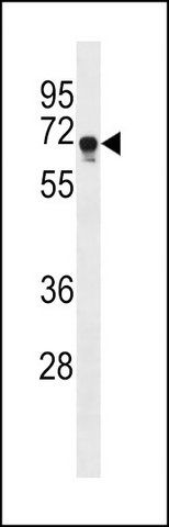 ANTI-FEM1C (C-TERM) antibody produced in rabbit