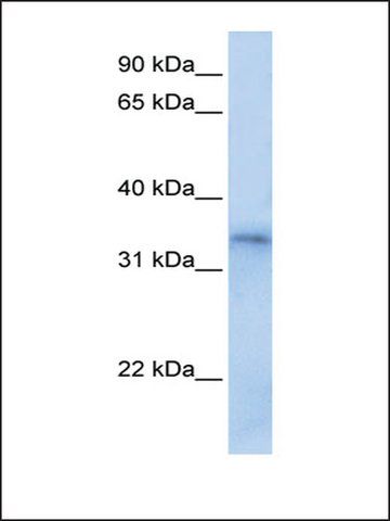 Anti-FHL5 antibody produced in rabbit