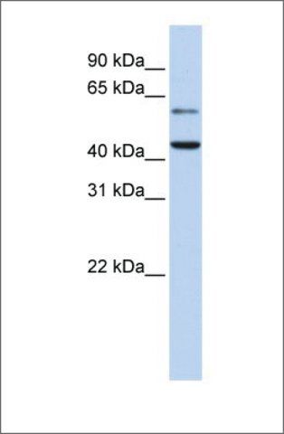 Anti-CMAS antibody produced in rabbit