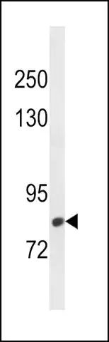 ANTI-CMIP(C-TERMINAL) antibody produced in rabbit