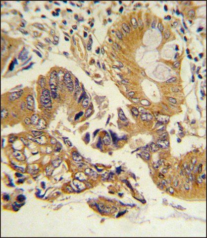 ANTI-CLNS1A (CENTER) antibody produced in rabbit