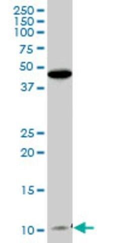 Anti-CLPS antibody produced in mouse