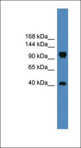 Anti-CNTN1 antibody produced in rabbit