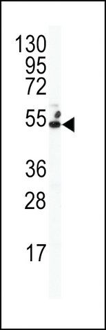 ANTI-CONNEXIN 50(N-TERMINAL) antibody produced in rabbit