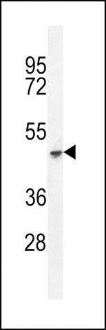 ANTI-COCH (C-TERM) antibody produced in rabbit