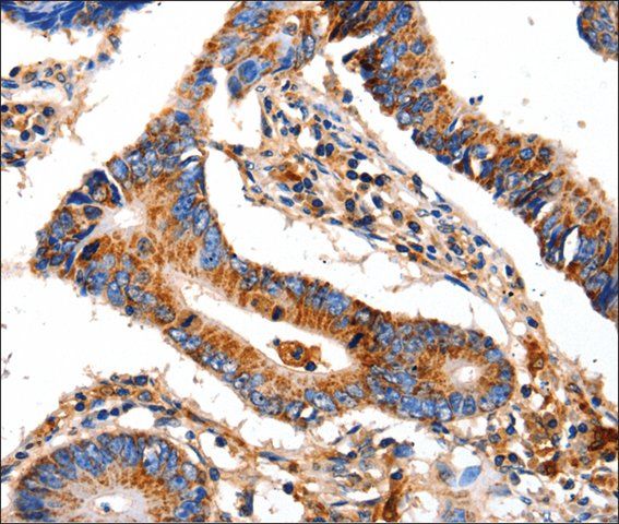 Anti-COX8A antibody produced in rabbit