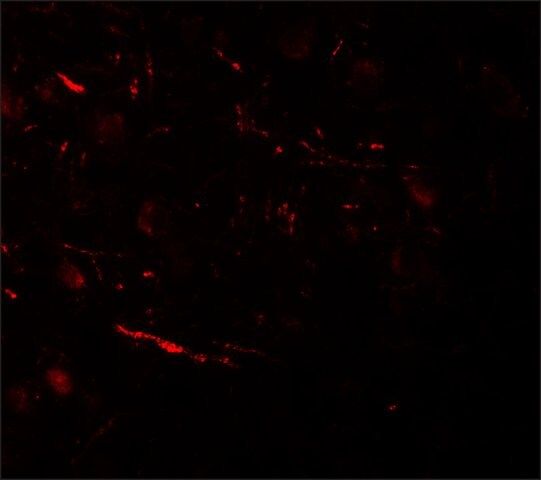 Anti-COH1 antibody produced in rabbit