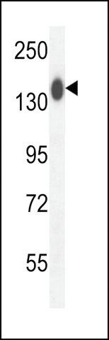 ANTI-COL19A1(N-TERMINAL) antibody produced in rabbit