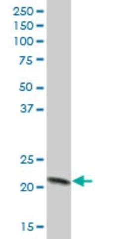 Anti-COX4I1 antibody produced in mouse