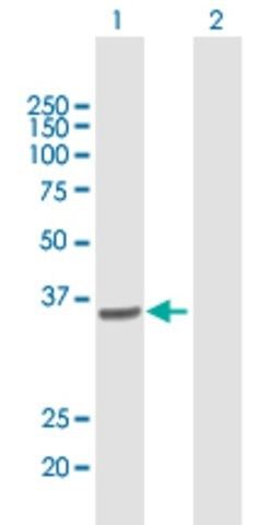 Anti-COPS6 antibody produced in mouse