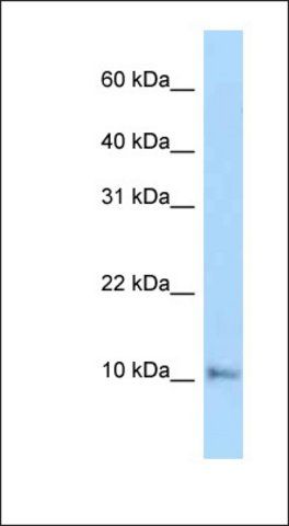 Anti-COX6A1 antibody produced in rabbit