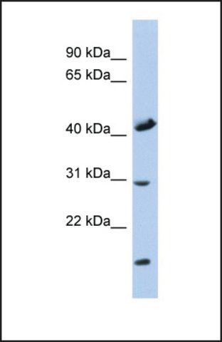 Anti-COX18 antibody produced in rabbit