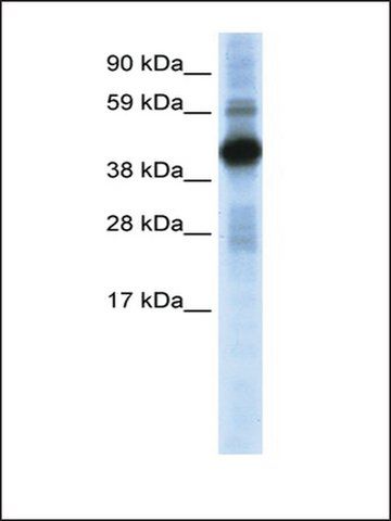 Anti-CREB1 (AB1) antibody produced in rabbit
