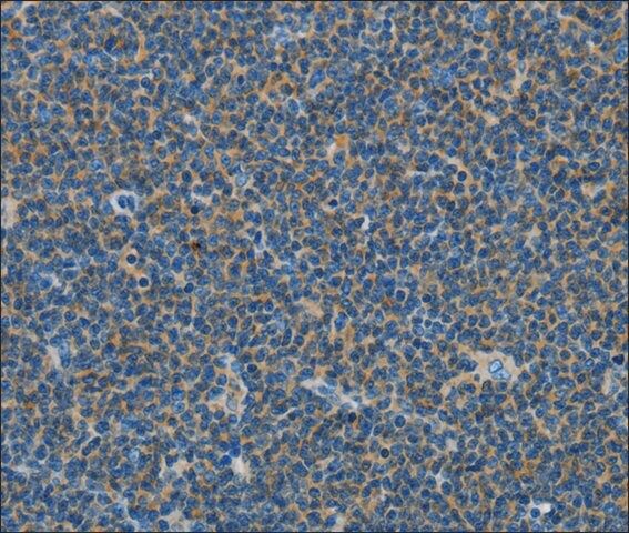 Anti-COX7B2 antibody produced in rabbit